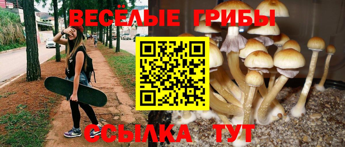 Псилоцибиновые грибы Psilocybine cubensis Шатура